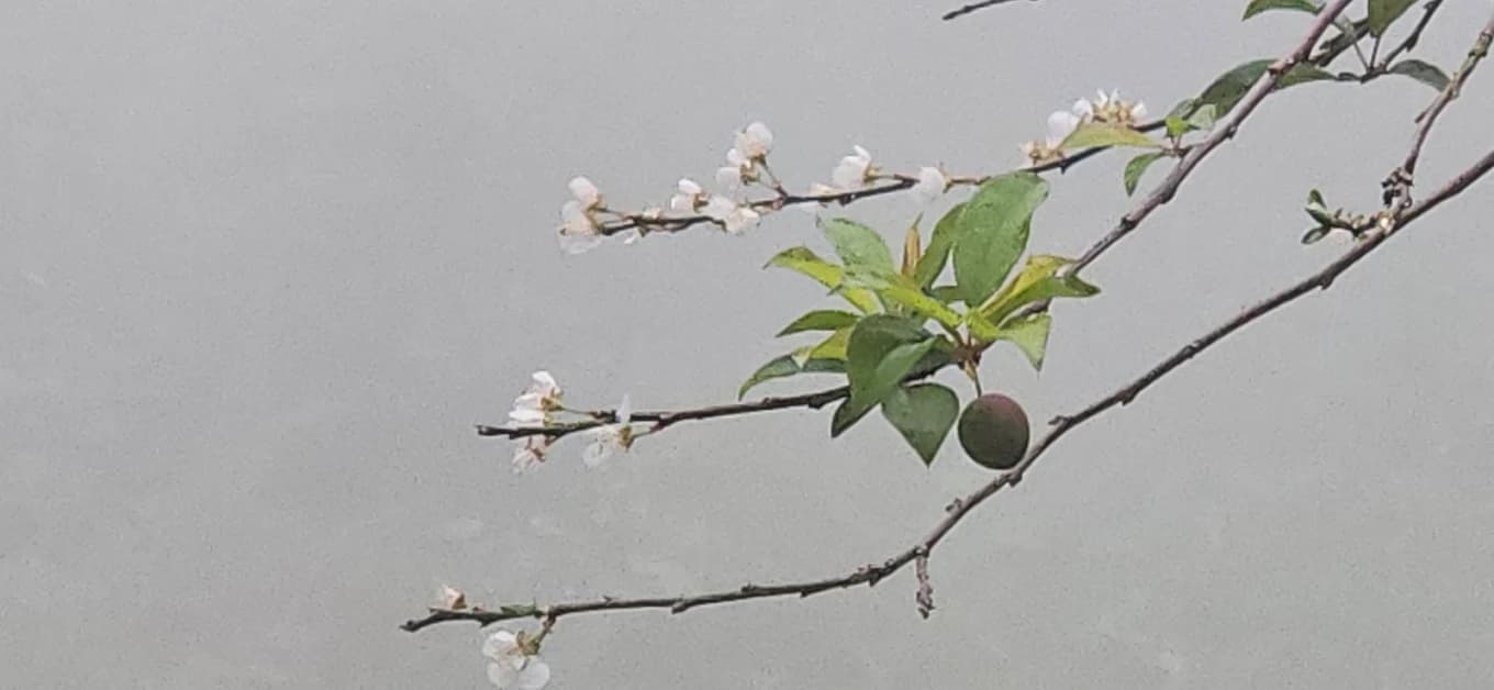 Jacaranda Gallery 13