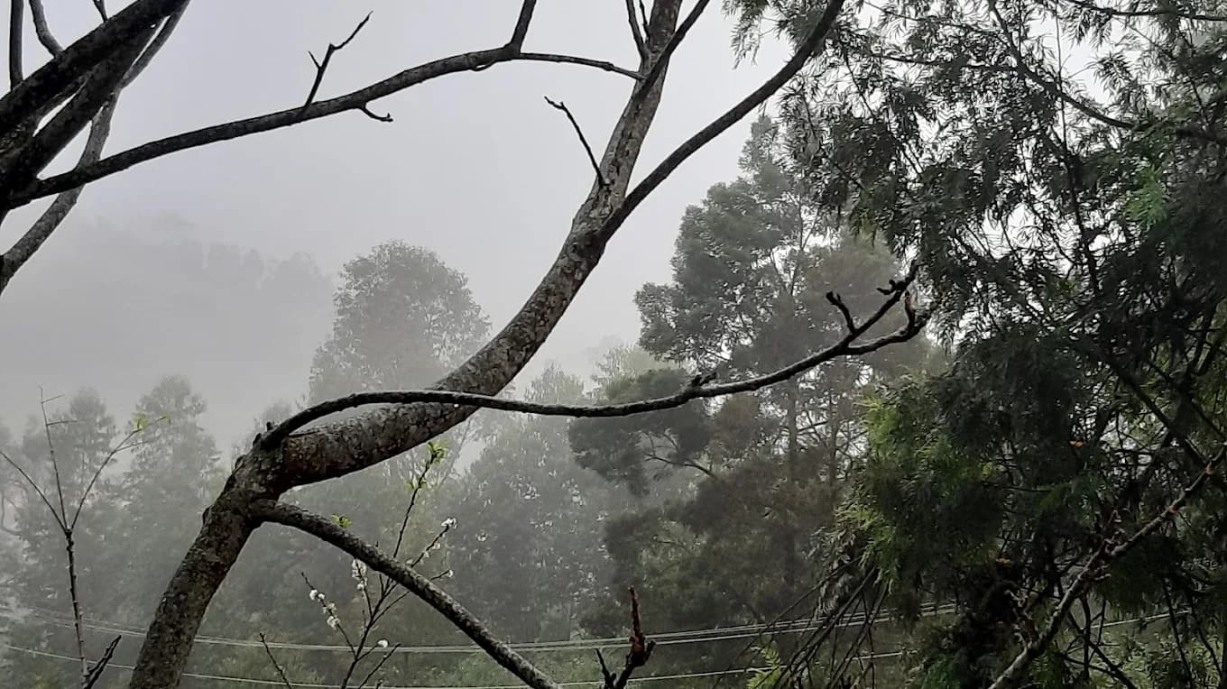 Jacaranda Gallery 15