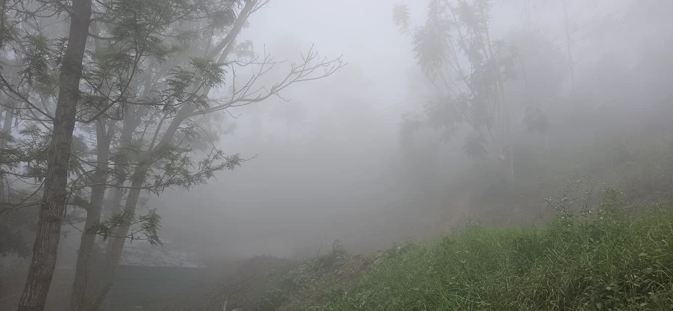 Jacaranda Gallery 37